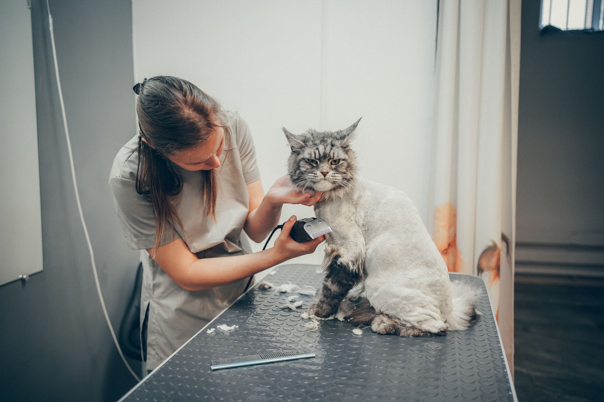 A woman is cutting a cat 's hair with a clipper.