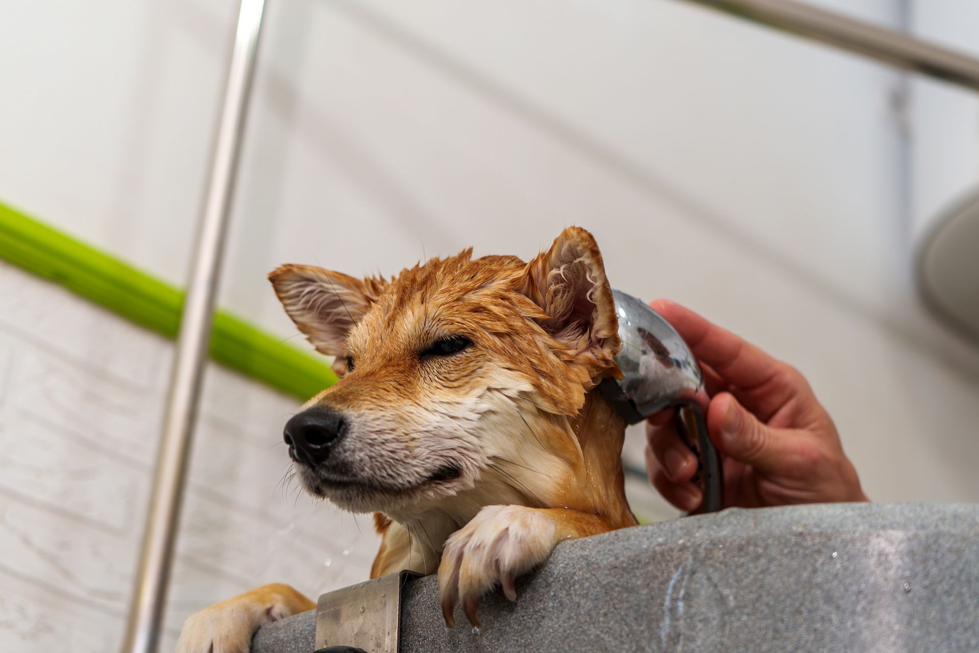 A person is washing a dog with a shower head.