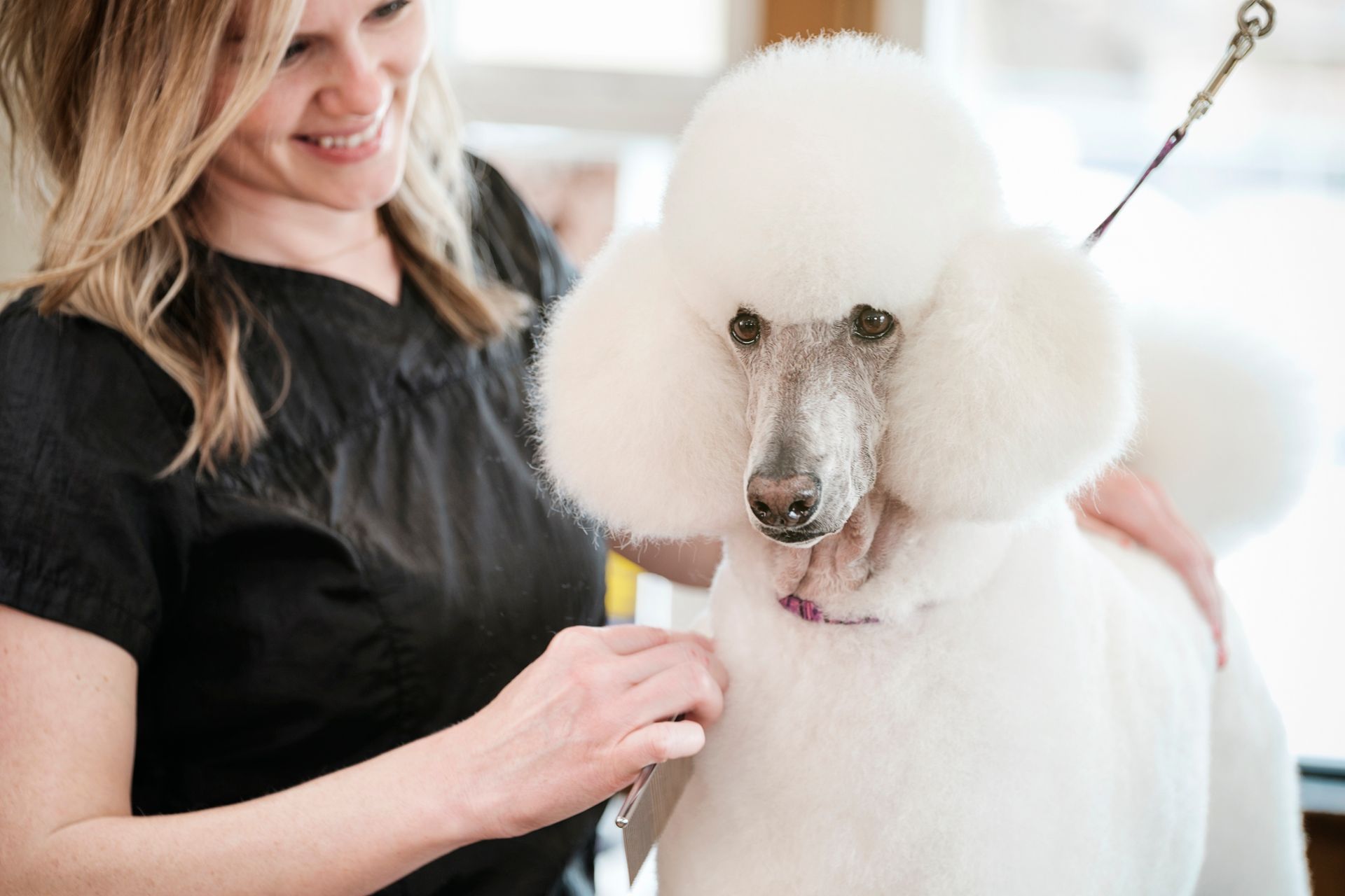 A woman is grooming a white poodle in a salon.