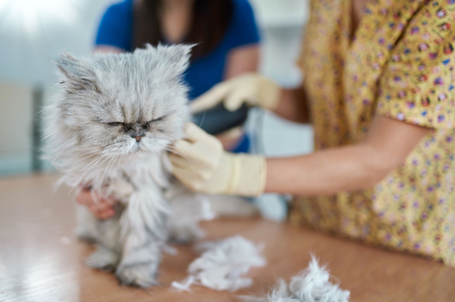 A cat is being groomed by a veterinarian at a veterinary clinic.