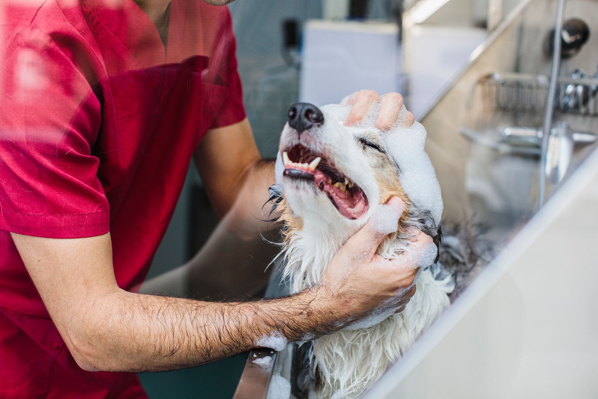 A man is washing a white dog in a sink.