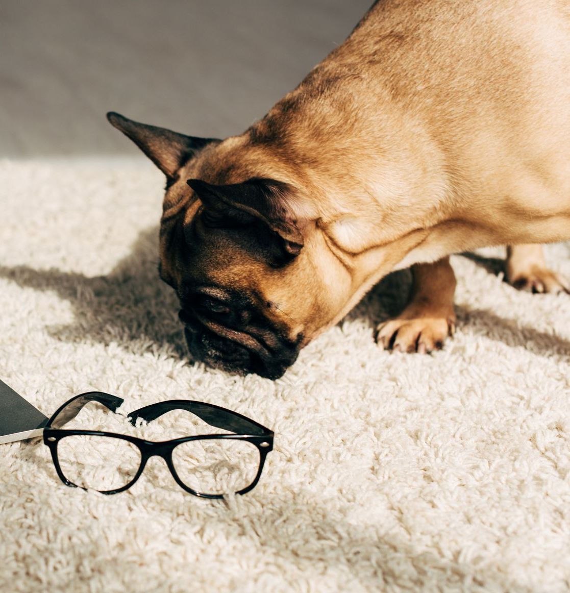A dog sniffing a pair of glasses on a carpet