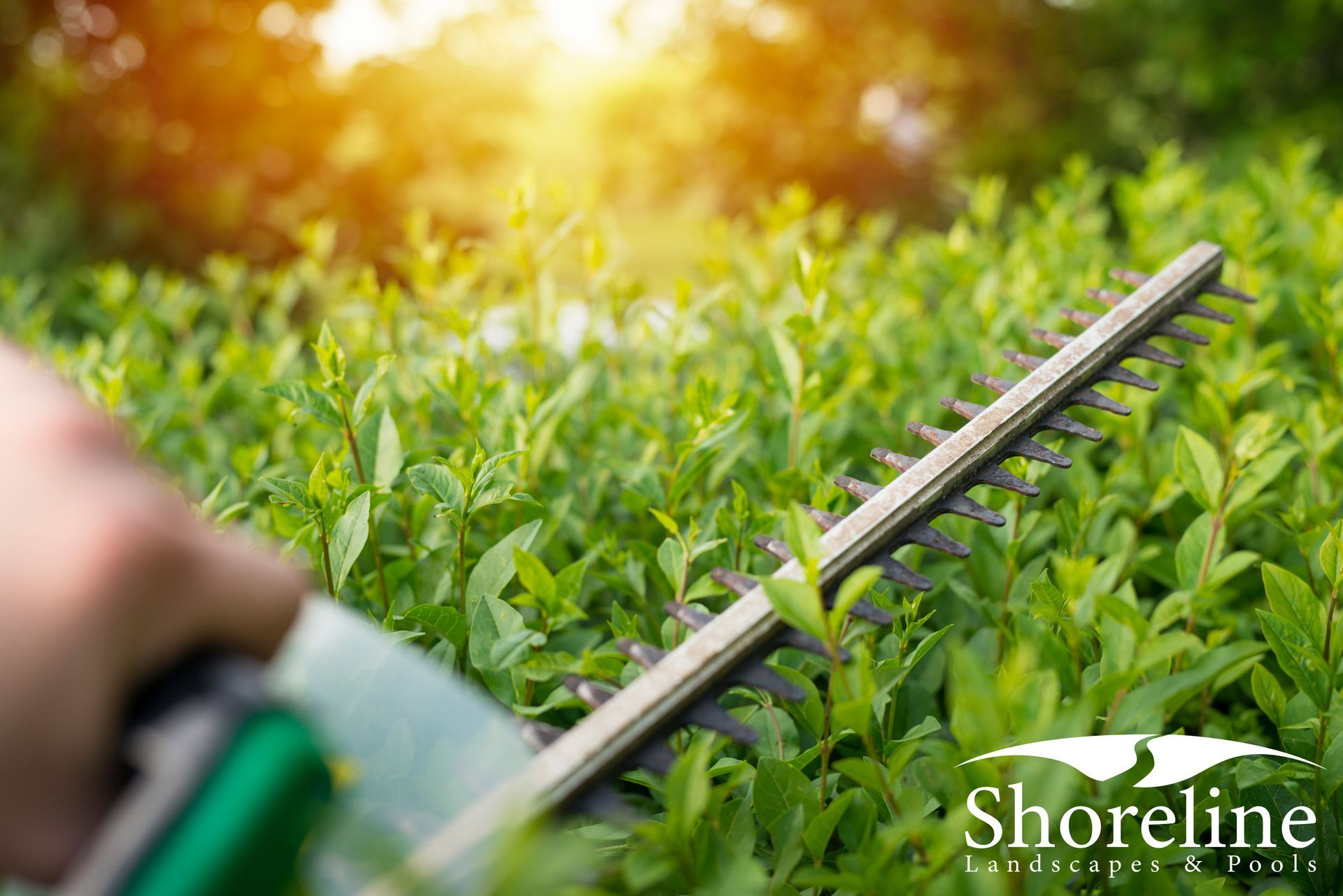 Person trimming a hedge with a hedge trimmer; sunny outdoor setting, green foliage.