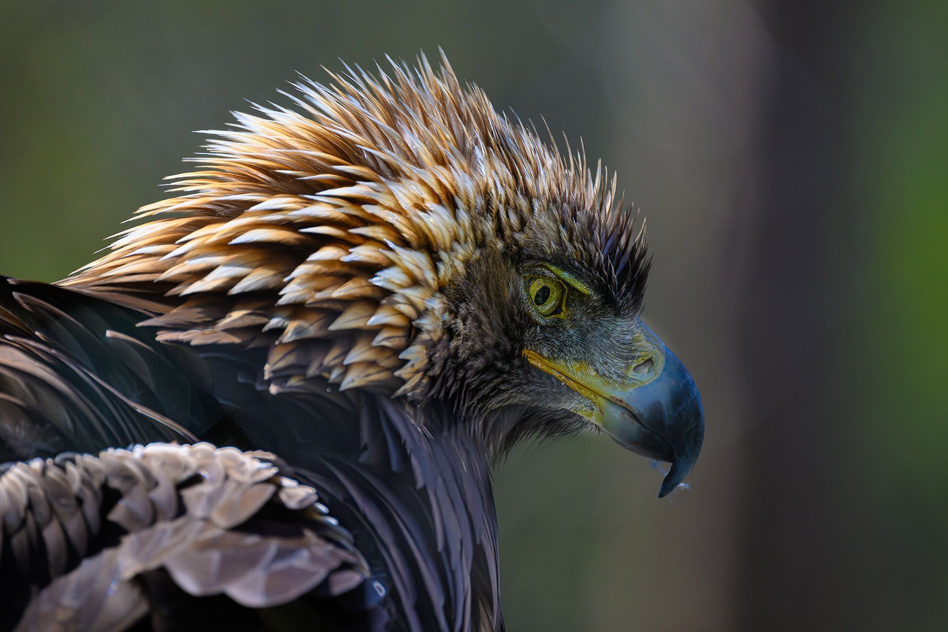 Un gros plan d'une tête d'aigle avec un arrière-plan flou.