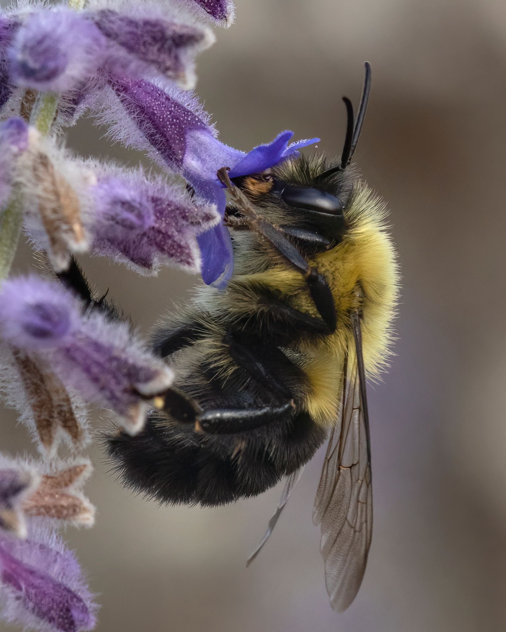 Un gros plan d'une abeille assise sur une fleur violette.