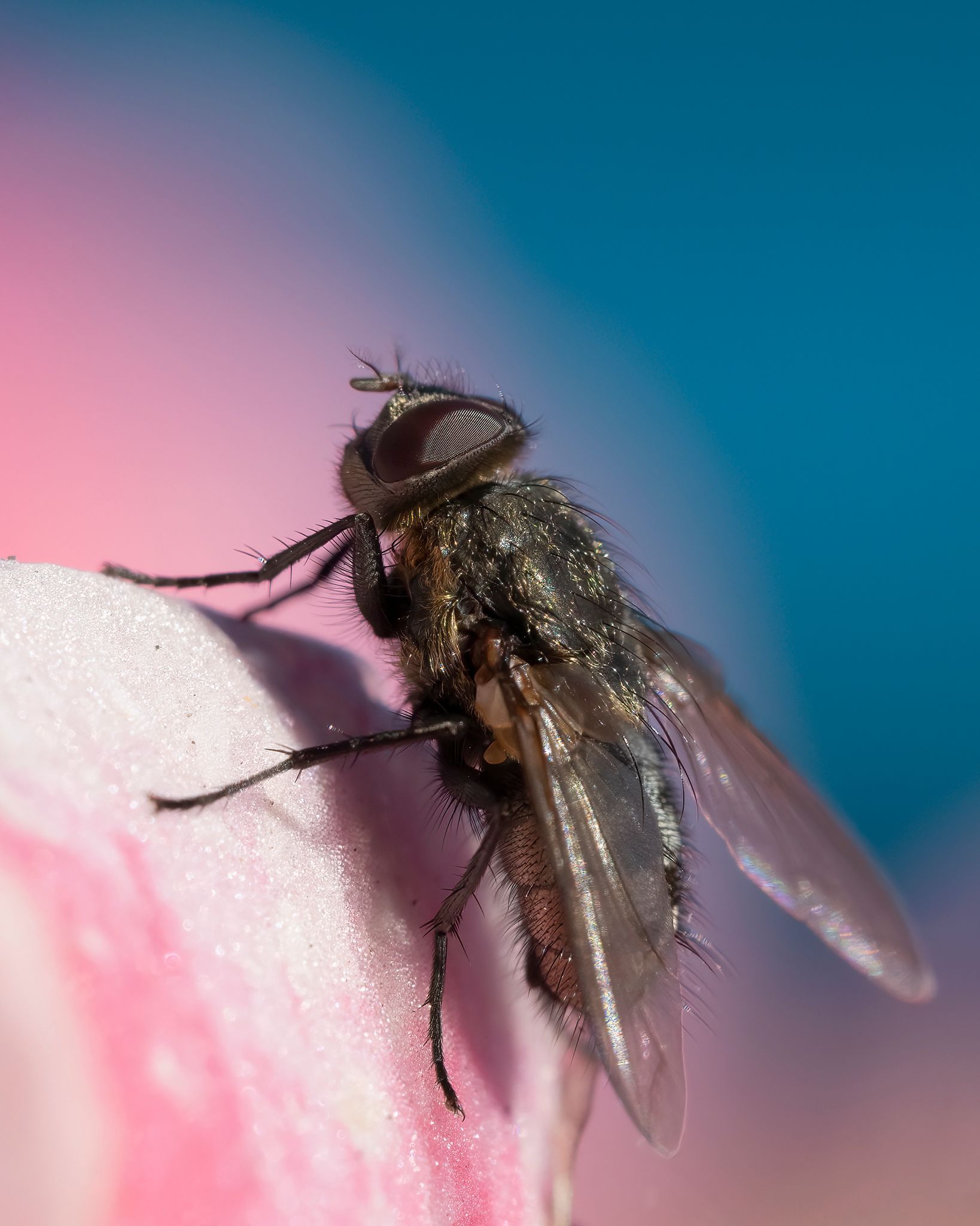 Une mouche est assise sur un pétale de fleur rose.