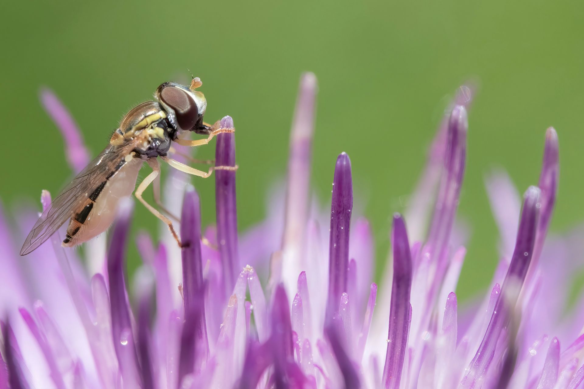 Un gros plan d'une mouche sur une fleur violette.