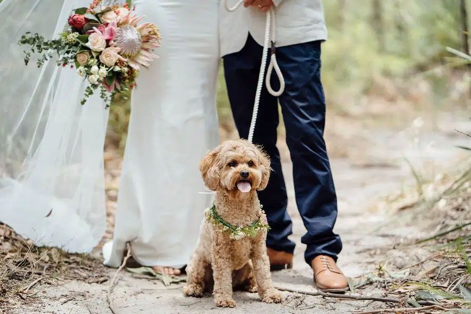 Dog wearing a flower crown is sitting next to a bride and groom — Flowers in Fairy Meadow, NSW