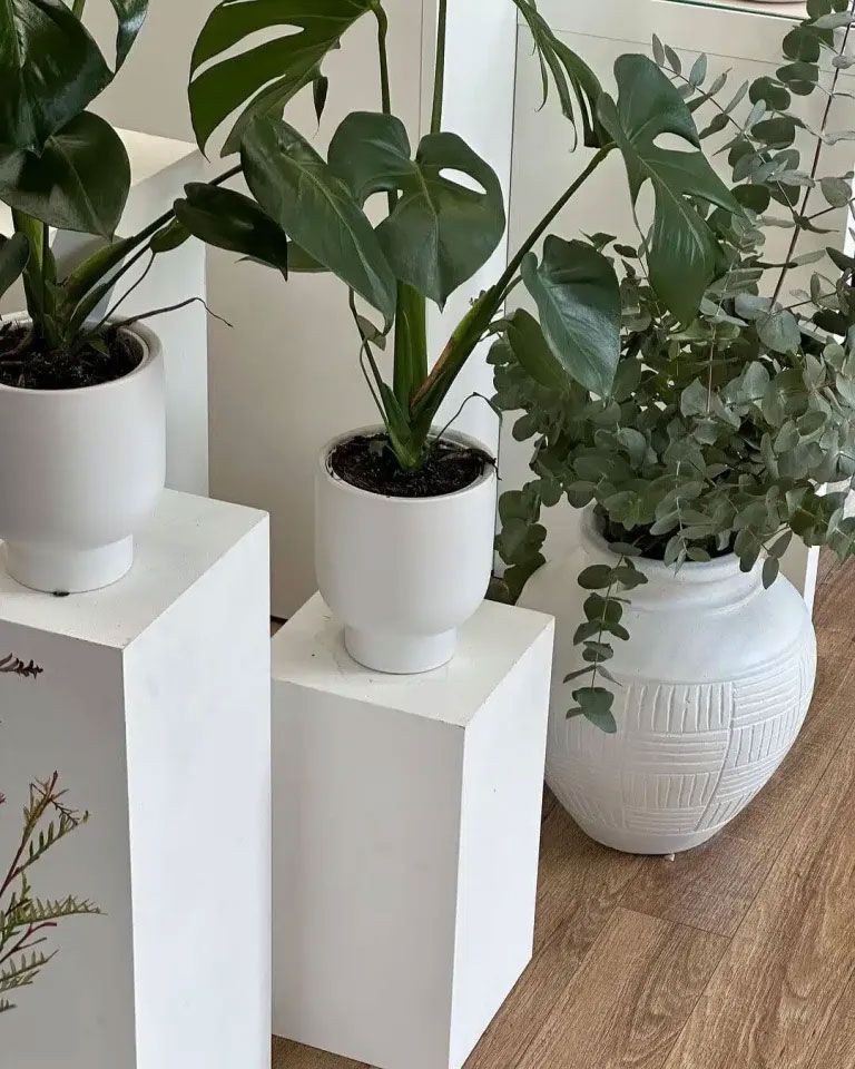 Three potted plants are sitting on white blocks — Flowers in Fairy Meadow, NSW