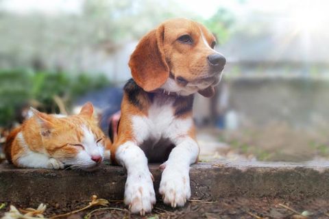 Photo of dog and cat together