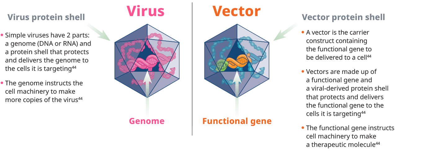 Virus and Vector Protein Shell