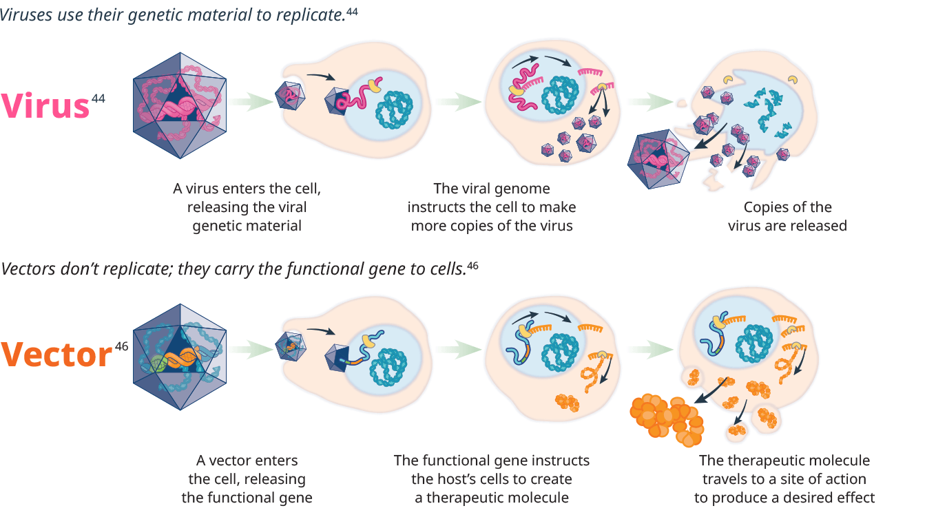 How Do Virus & Vector Protein Shells Work?