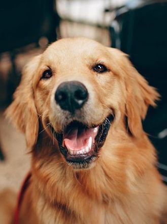 A close-up of a golden retriever dog smiling with its tongue out.