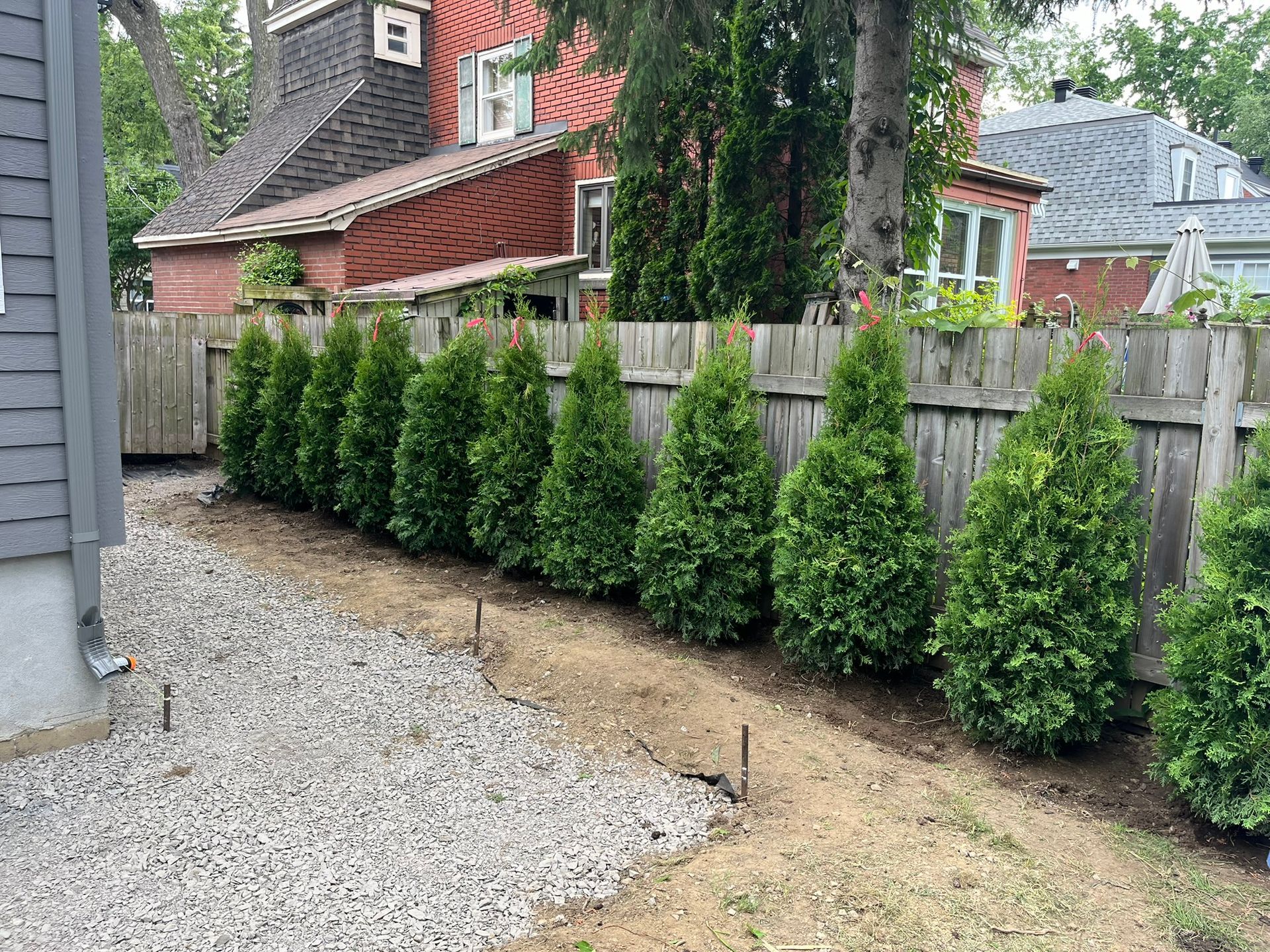 A row of bushes growing next to a wooden fence in a yard.