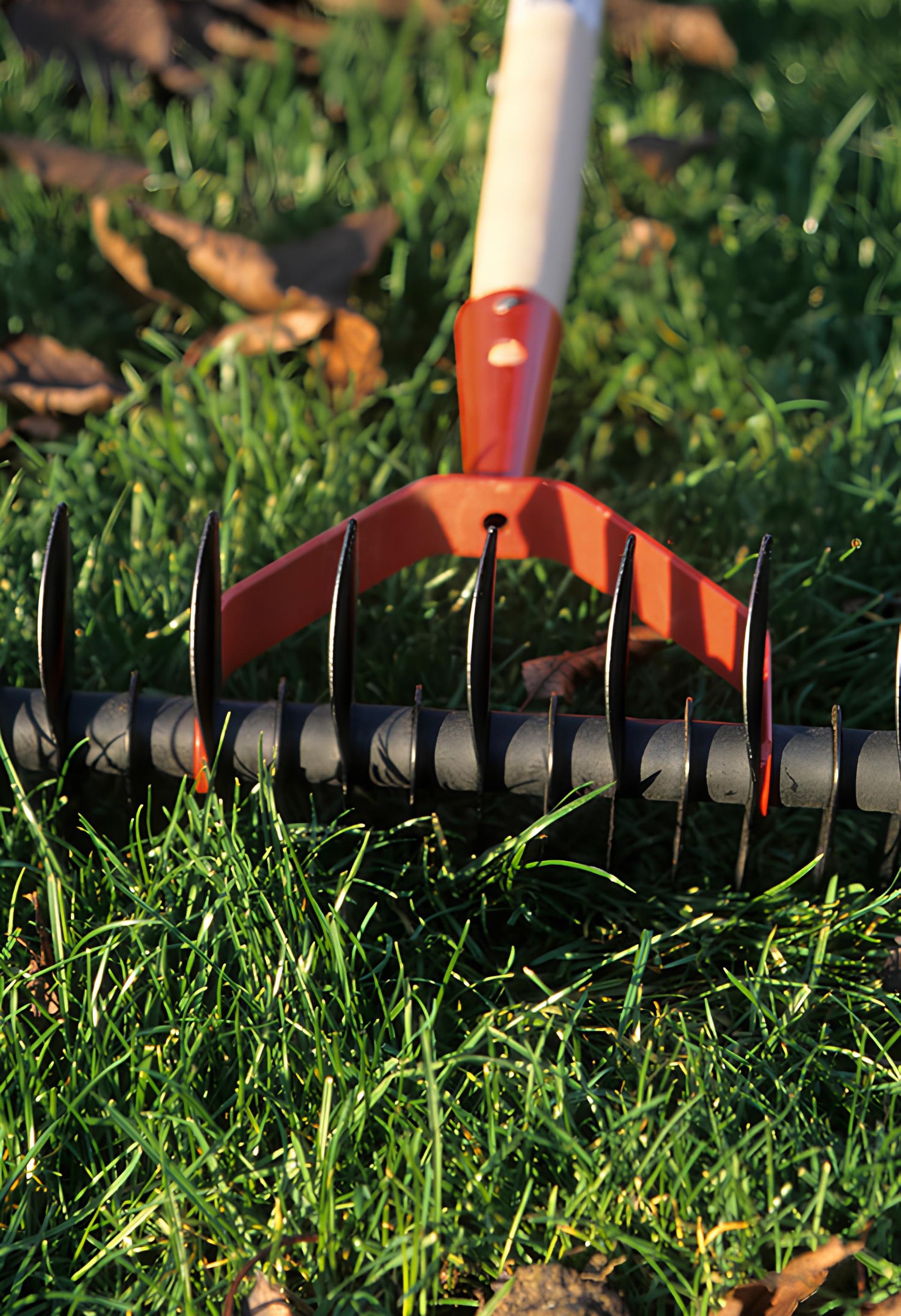 A rake is sitting on top of a lush green lawn