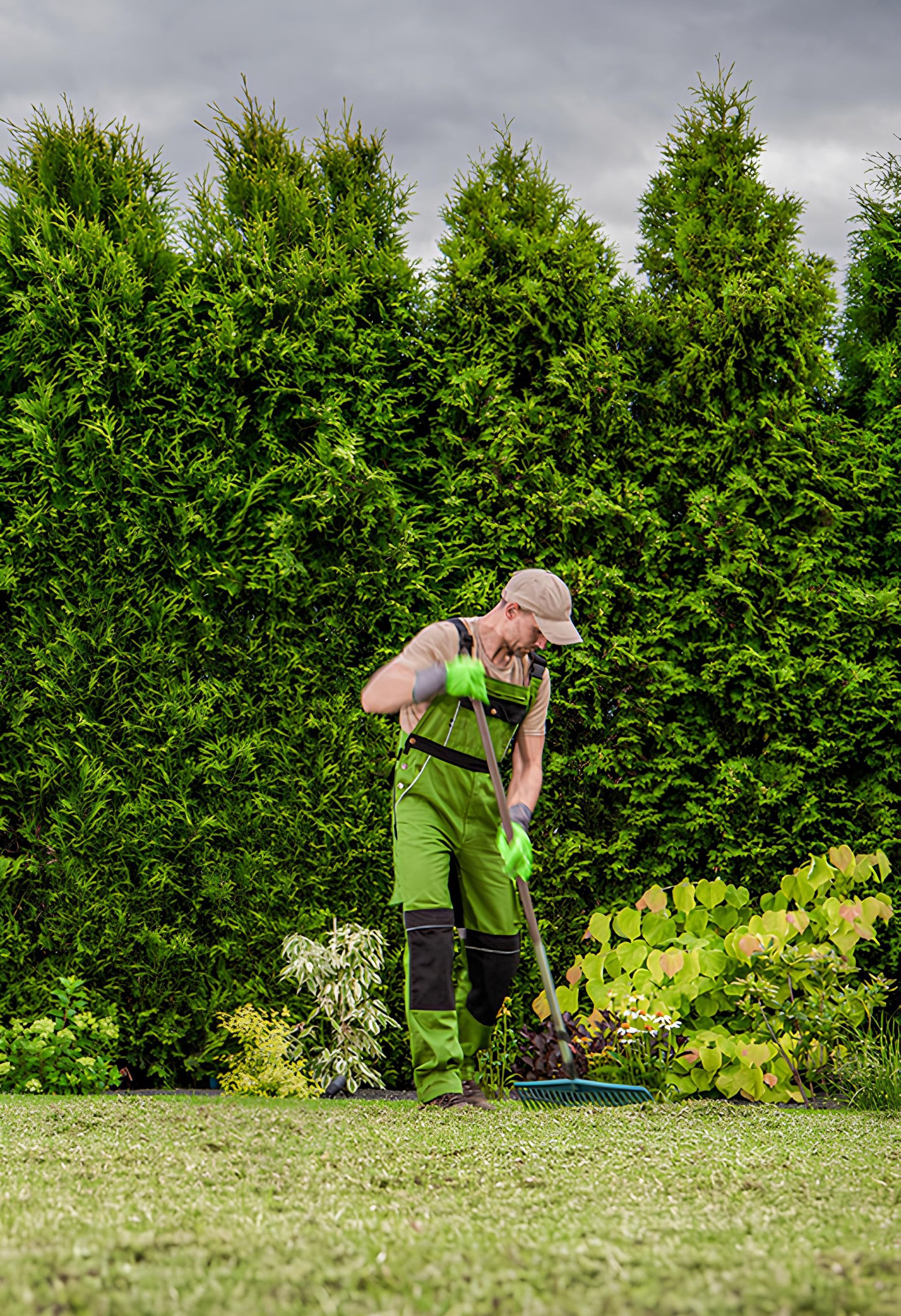 A man in green overalls is raking the grass in a garden.