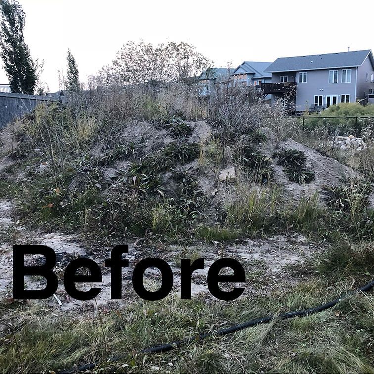A before picture of a grassy area with a house in the background