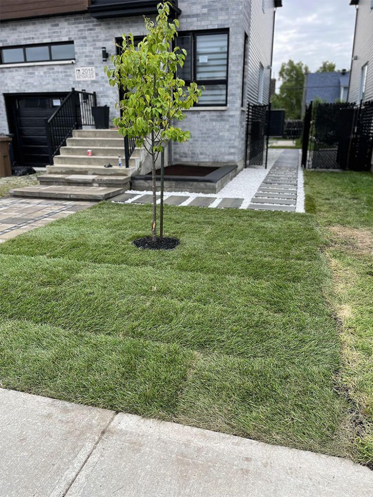A tree is growing in the grass in front of a house.