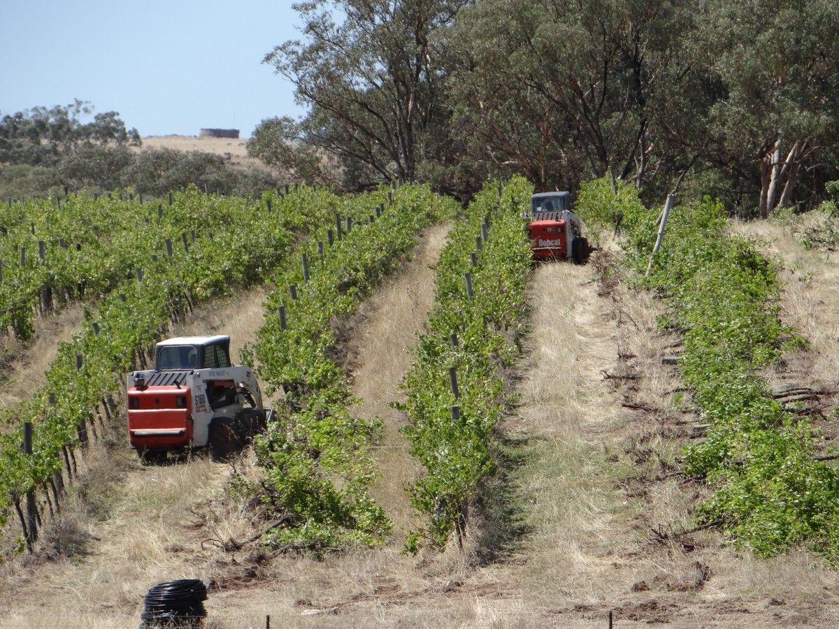 Vineyard Removal Activities