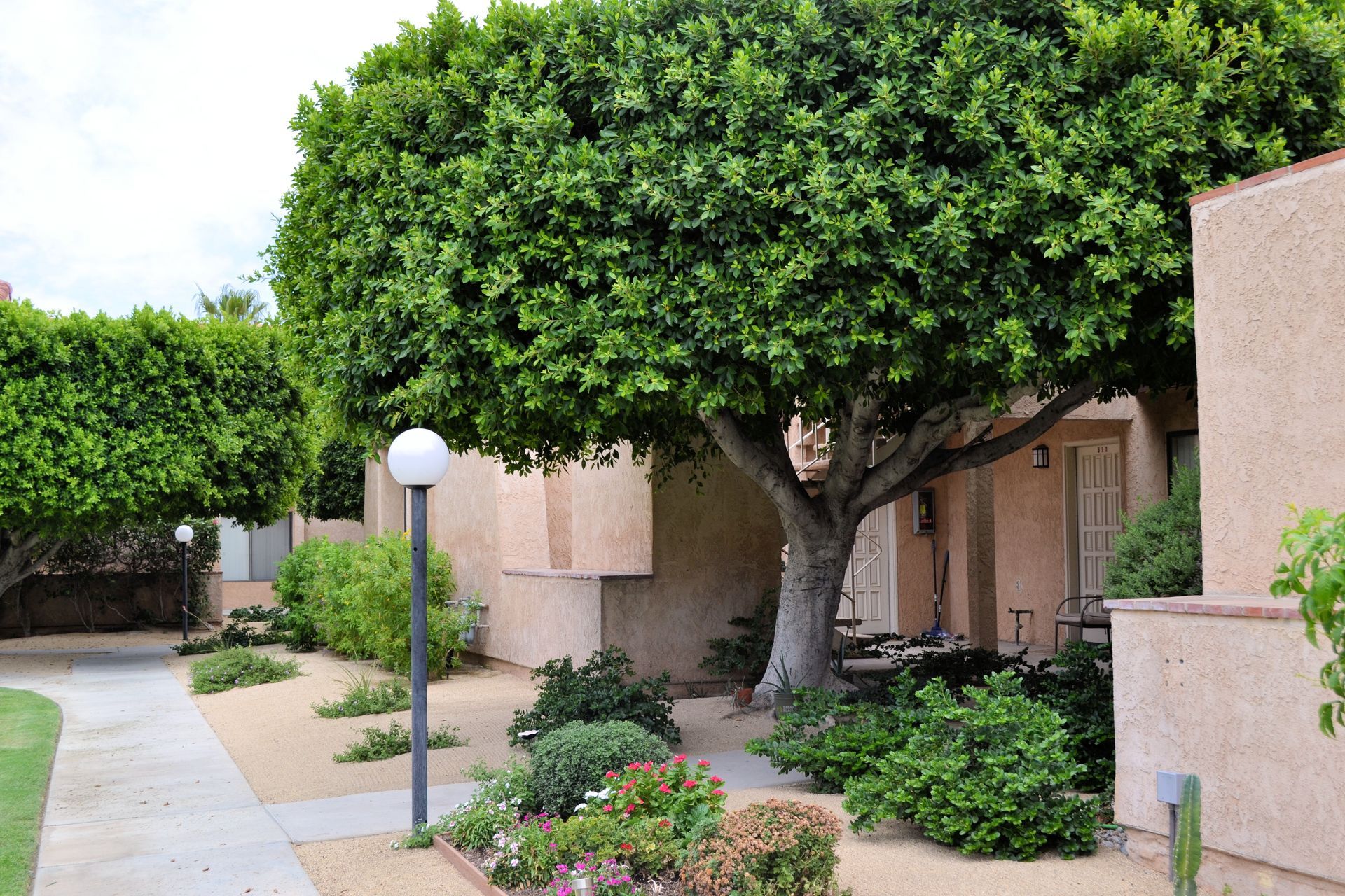 A tree in front of the apartment building with a walkway leading to it