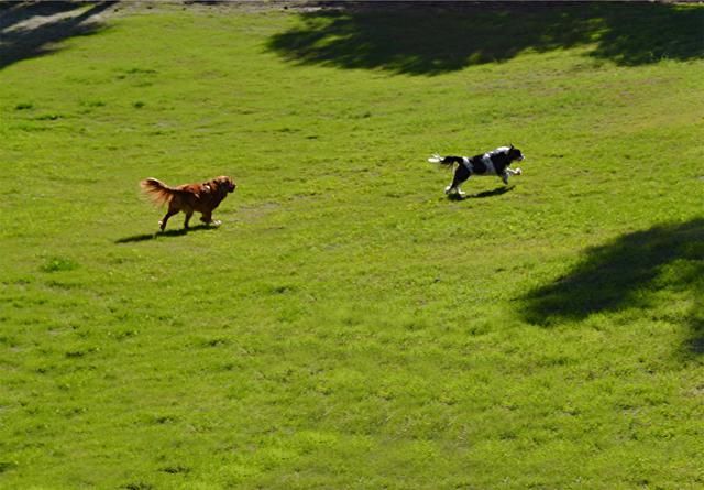Two dogs are playing in a grassy field.