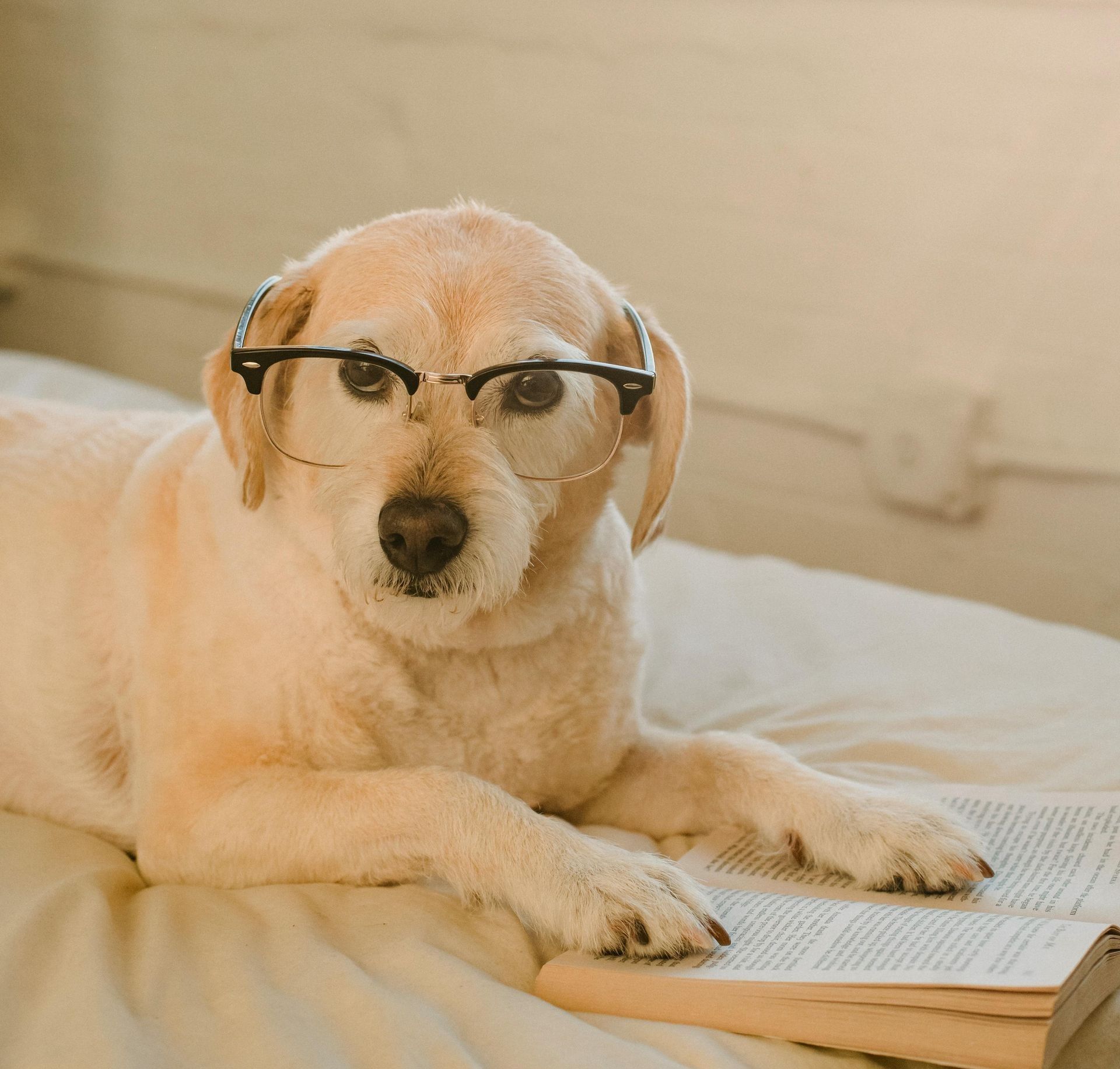 Yellow Labrador wearing glasses, reading a book on a bed.