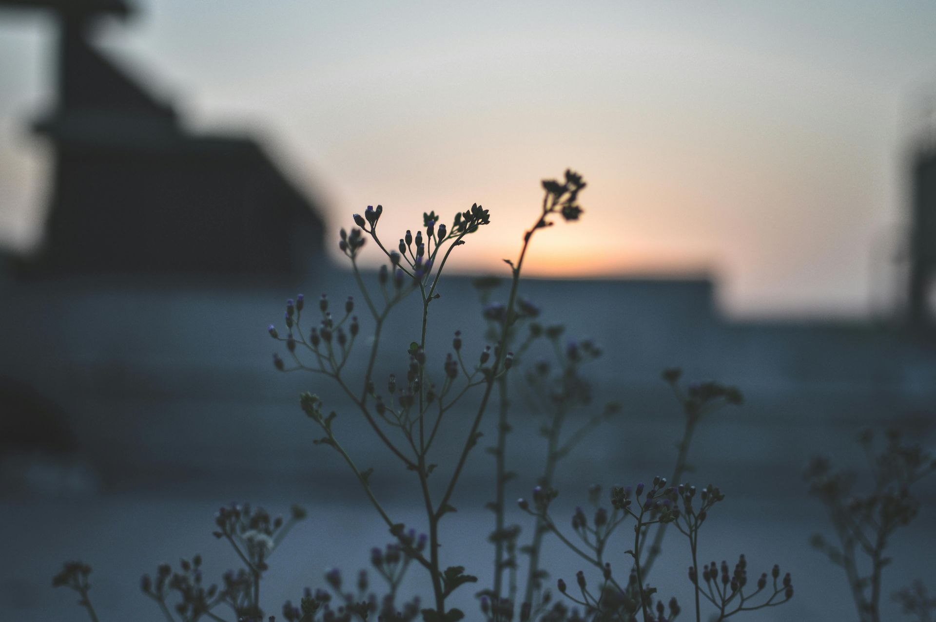 Silhouette of delicate wildflowers against a muted sunset over rooftops.