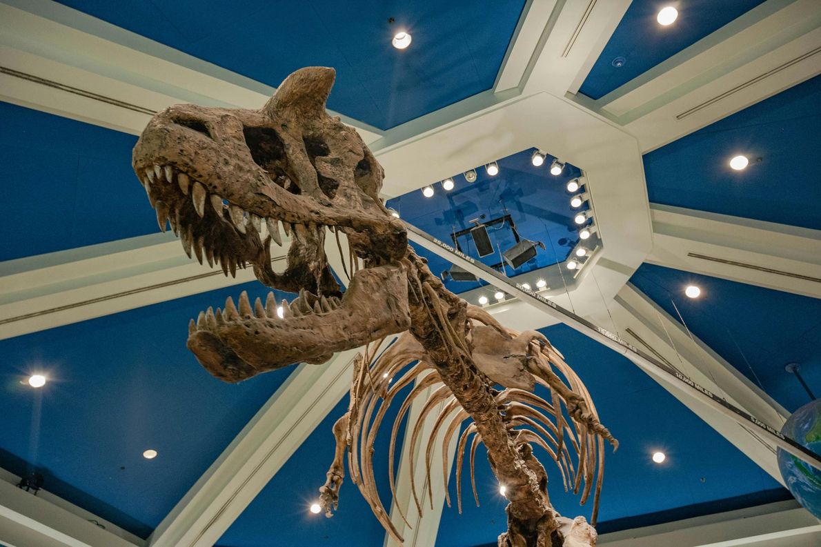 Museum dinosaur skeleton under blue ceiling with lights, viewed from below