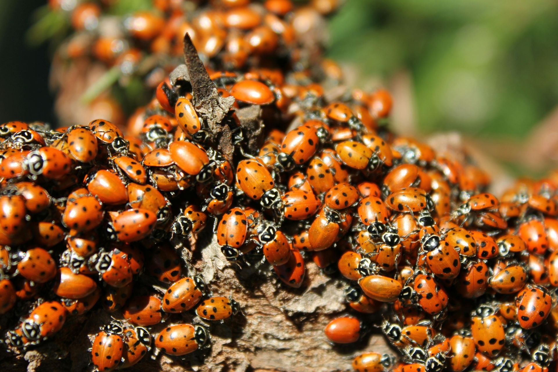 A bunch of ladybugs are sitting on a piece of wood.