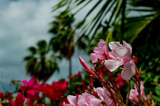 A bunch of pink flowers with palm trees in the background