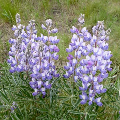 wildflowers-around-story-pines-inn