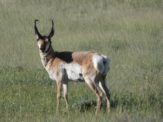 wildlife-around-story-pines-inn