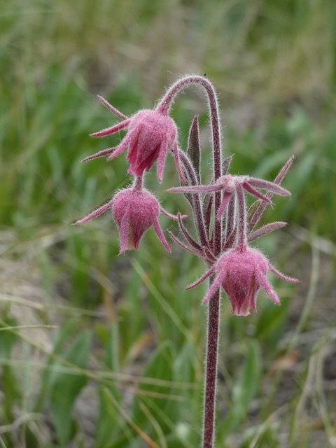 wildflowers-around-story-pines-inn