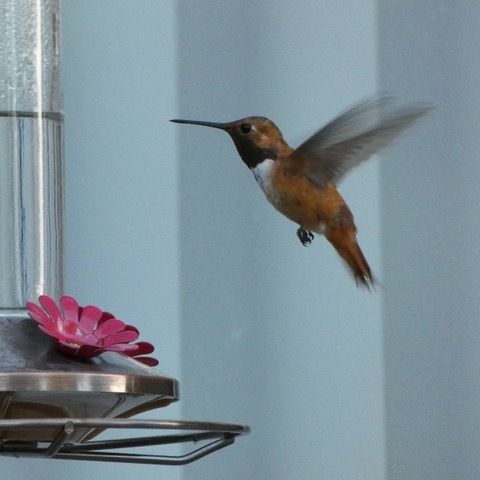 hummingbird