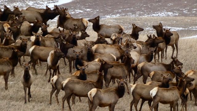 herd-of-elk