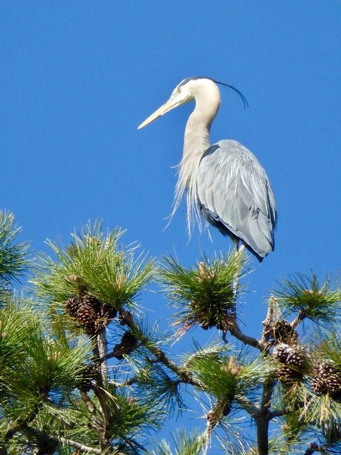 wildlife-around-story-pines-inn