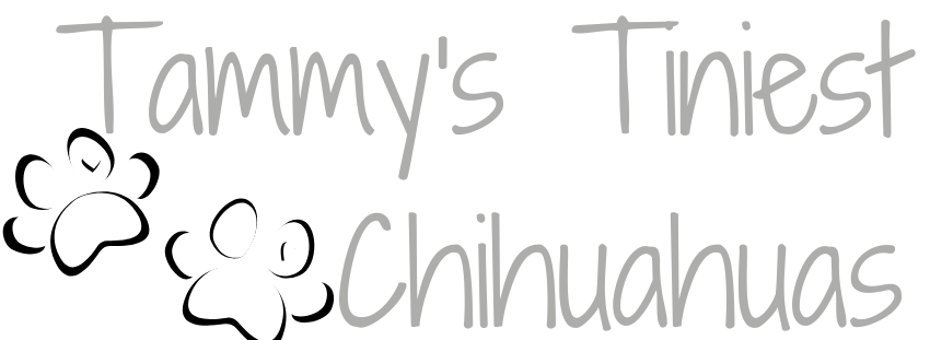 Tammy's Tiny Tots Chihuahuas logo