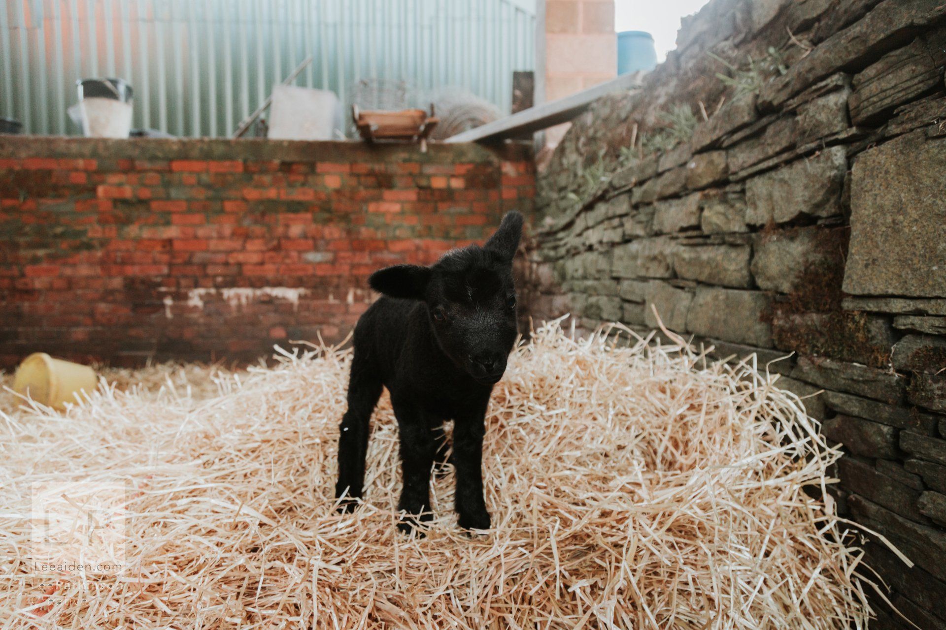 Clitheroe, Lancashire Wedding Photographer, Wedding, Commercial, Agriculture, Lambs, Spring, Ribble Valley, Animal