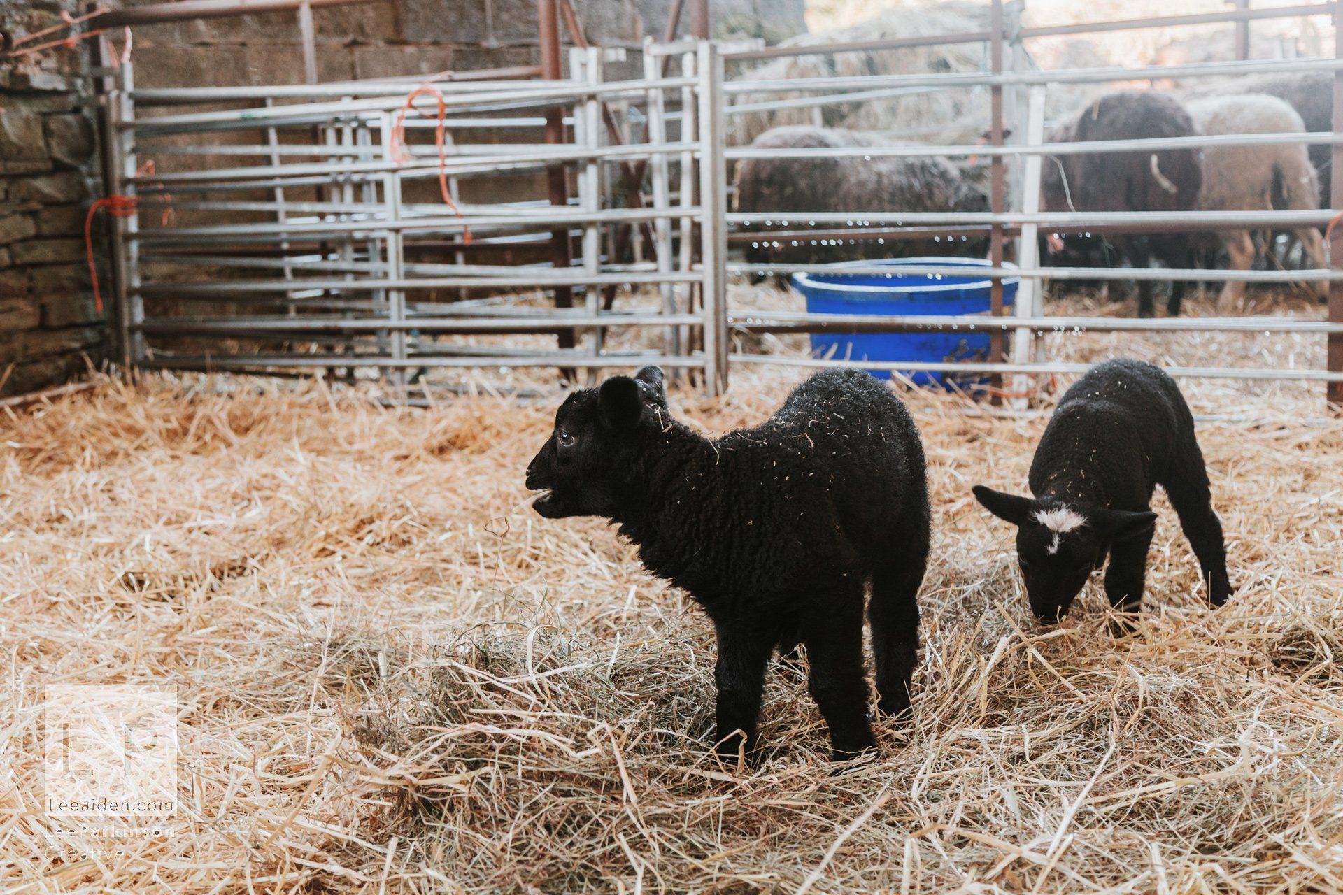 Clitheroe, Lancashire Wedding Photographer, Wedding, Commercial, Agriculture, Lambs, Spring, Ribble Valley, Animal