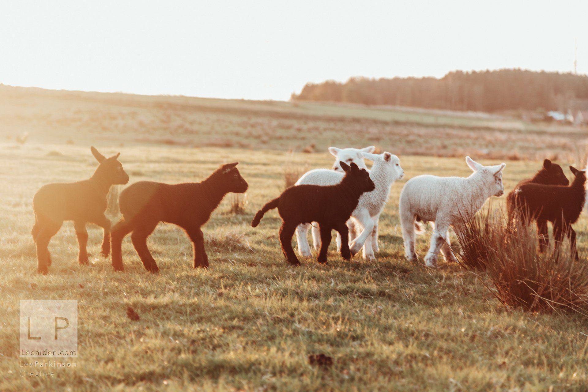 Clitheroe, Lancashire Wedding Photographer, Wedding, Commercial, Agriculture, Lambs, Spring, Ribble Valley, Animal