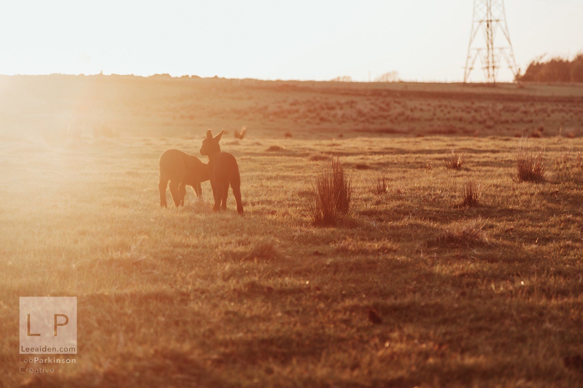Clitheroe, Lancashire Wedding Photographer, Wedding, Commercial, Agriculture, Lambs, Spring, Ribble Valley, Animal