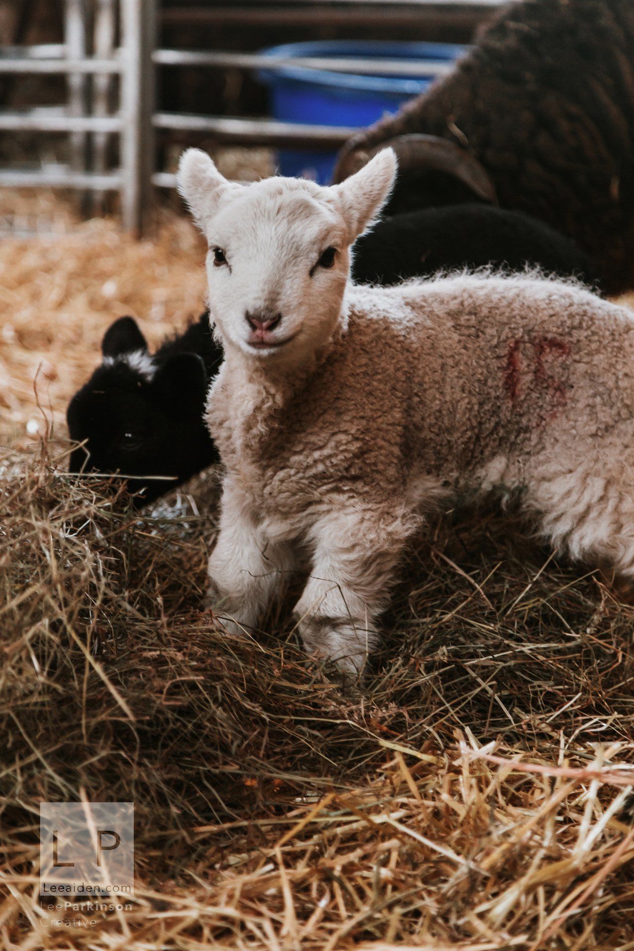 Clitheroe, Lancashire Wedding Photographer, Wedding, Commercial, Agriculture, Lambs, Spring, Ribble Valley, Animal