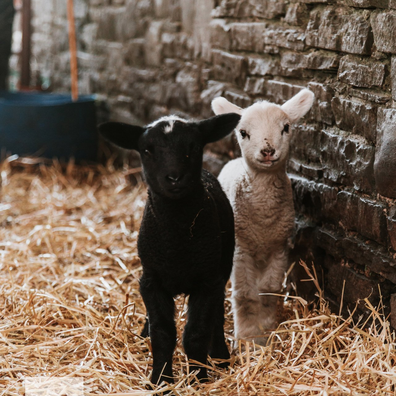 Lambs during Lambing season in Lancashire, by Lee Parkinson Photography