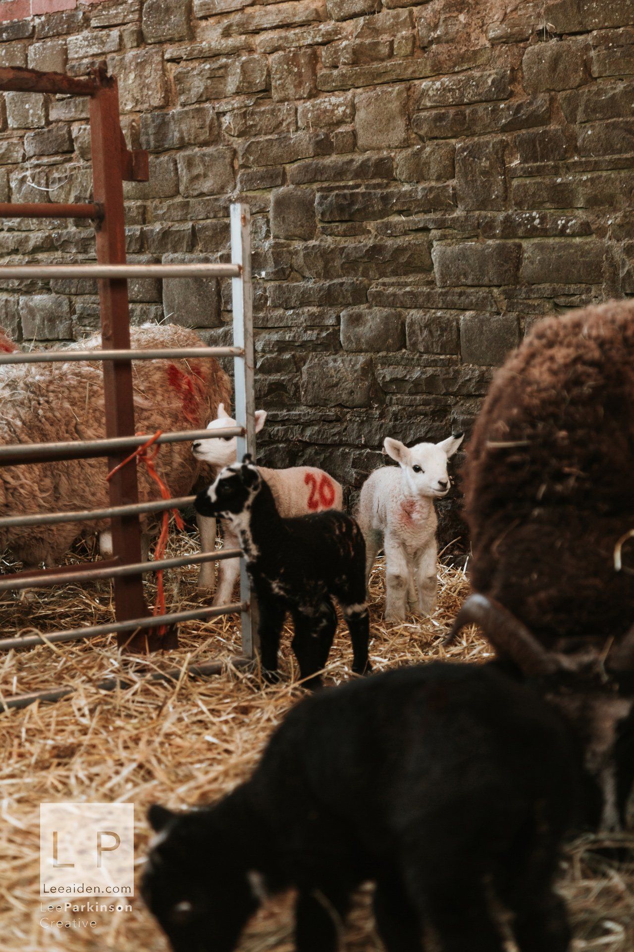 Clitheroe, Lancashire Wedding Photographer, Wedding, Commercial, Agriculture, Lambs, Spring, Ribble Valley, Animal