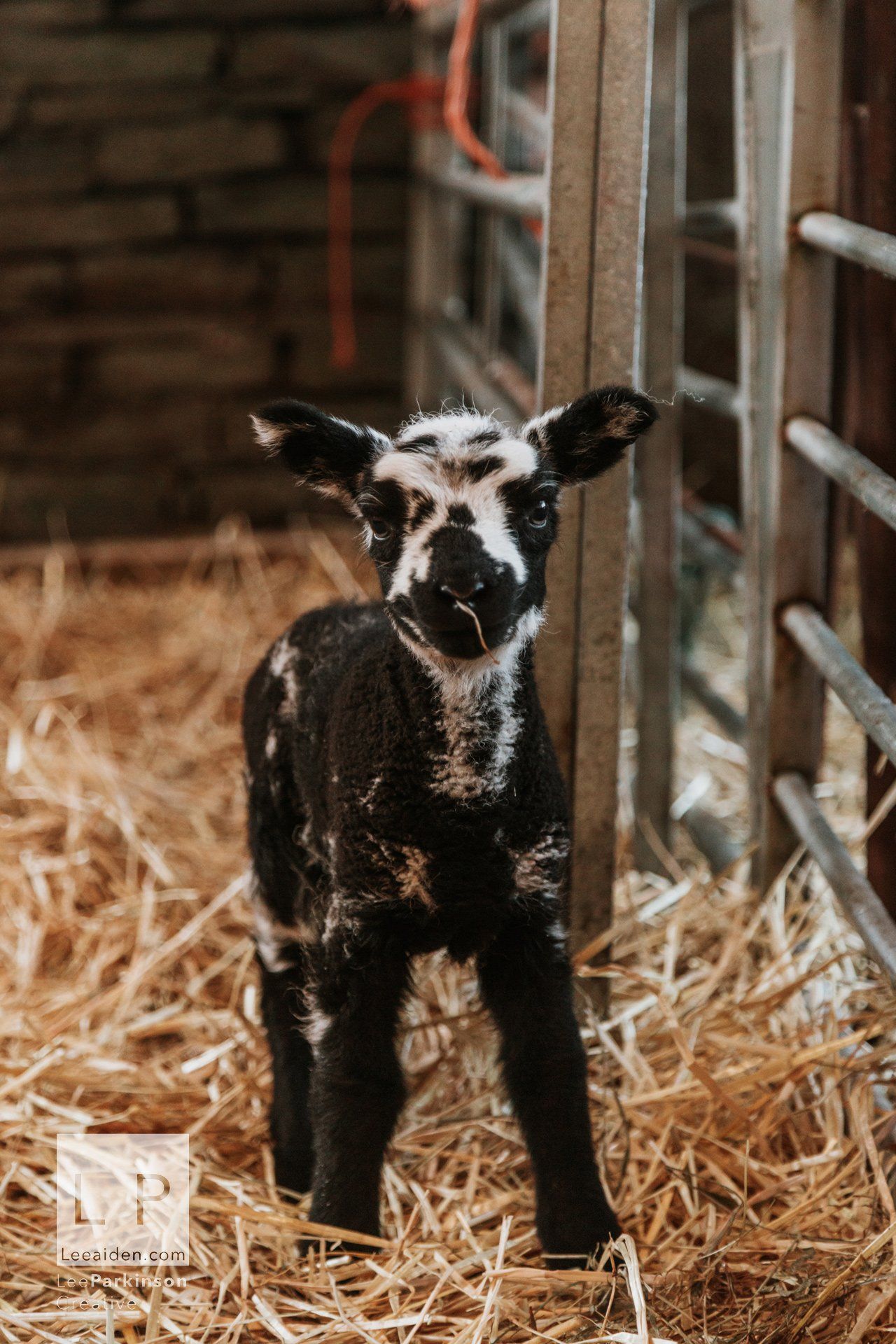 Clitheroe, Lancashire Wedding Photographer, Wedding, Commercial, Agriculture, Lambs, Spring, Ribble Valley, Animal