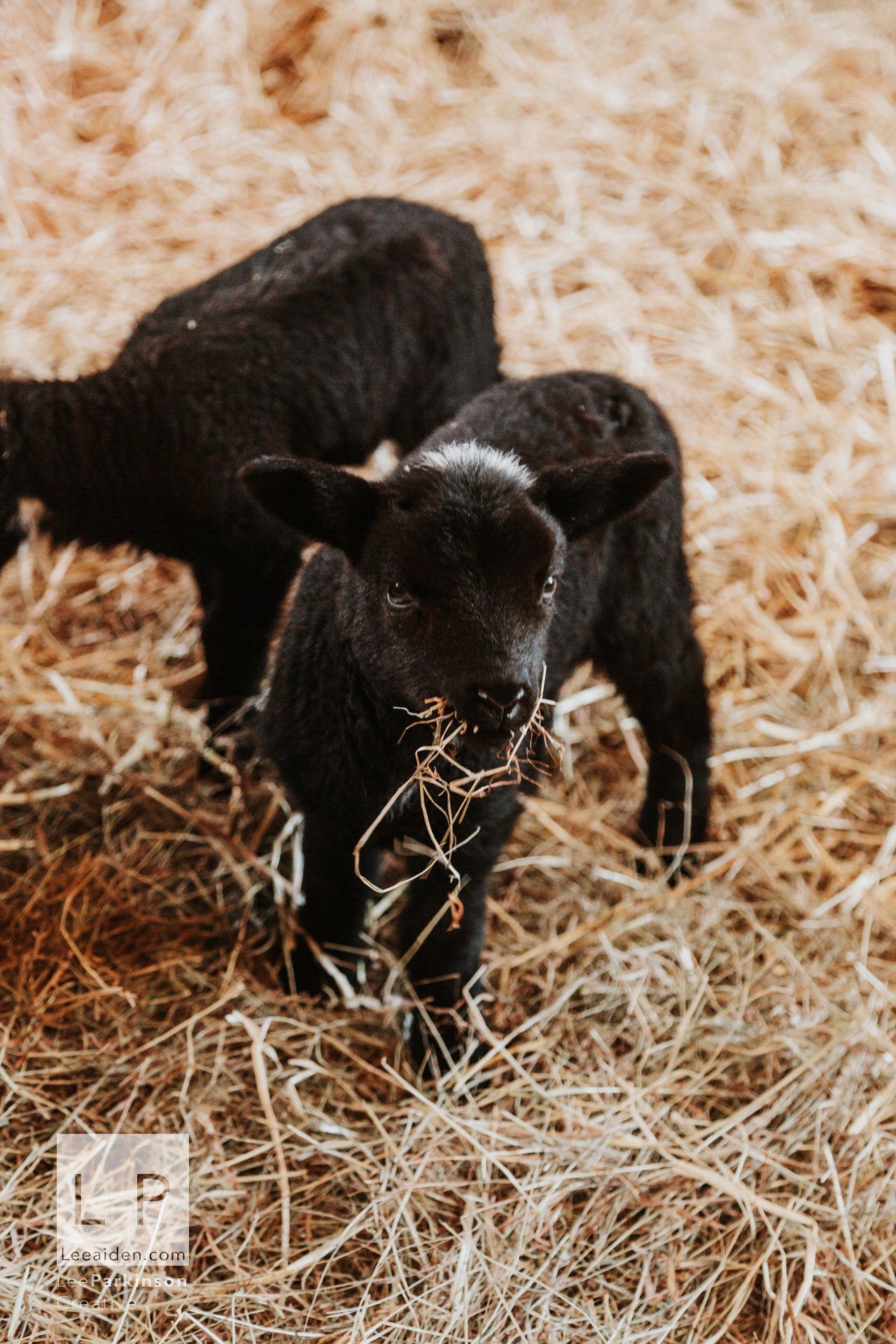 Clitheroe, Lancashire Wedding Photographer, Wedding, Commercial, Agriculture, Lambs, Spring, Ribble Valley, Animal