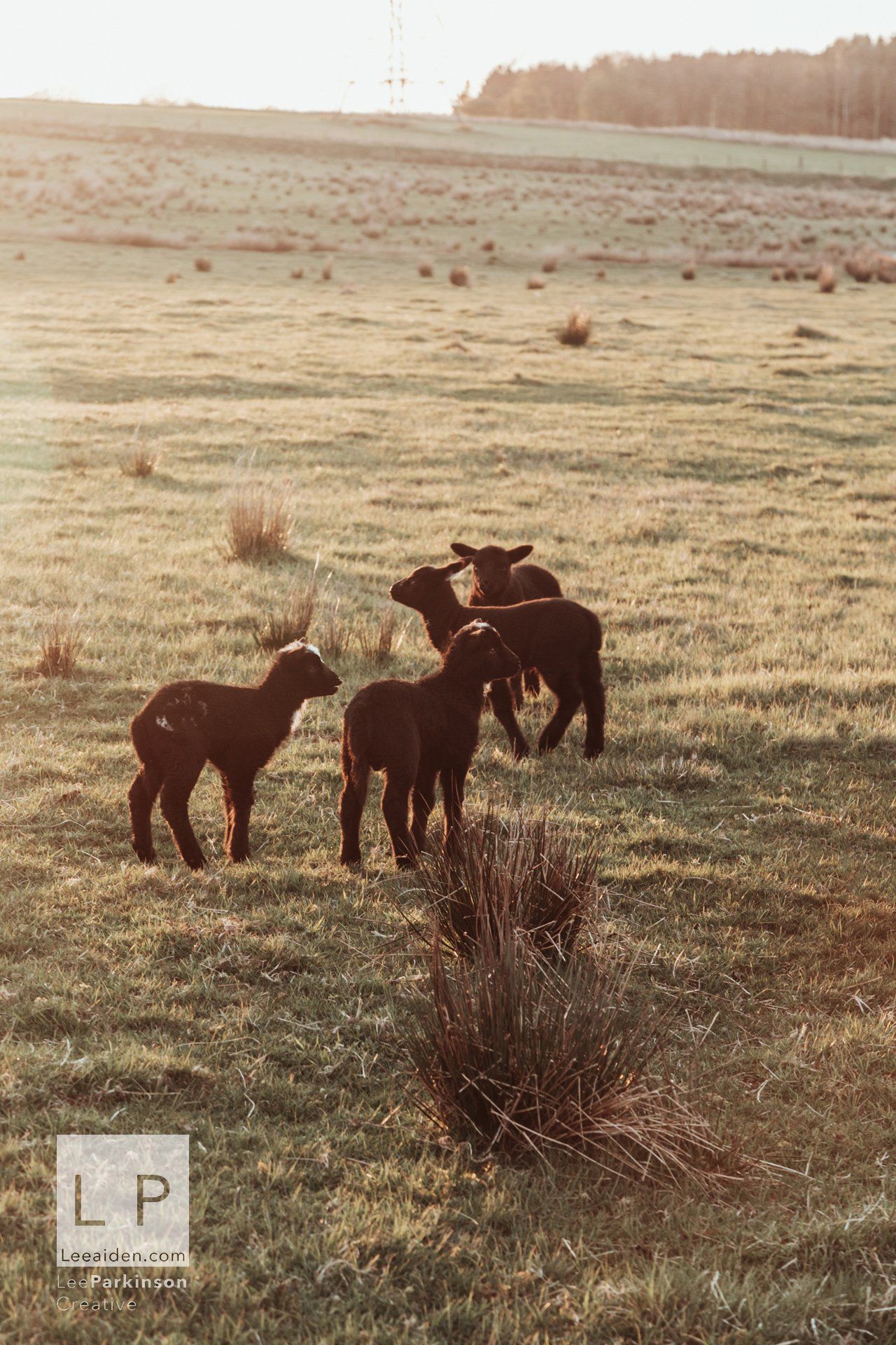 Clitheroe, Lancashire Wedding Photographer, Wedding, Commercial, Agriculture, Lambs, Spring, Ribble Valley, Animal