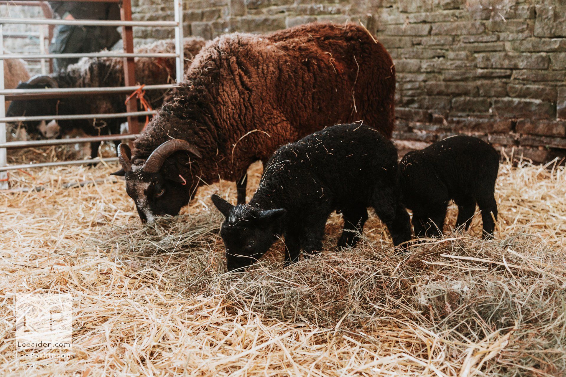 Clitheroe, Lancashire Wedding Photographer, Wedding, Commercial, Agriculture, Lambs, Spring, Ribble Valley, Animal
