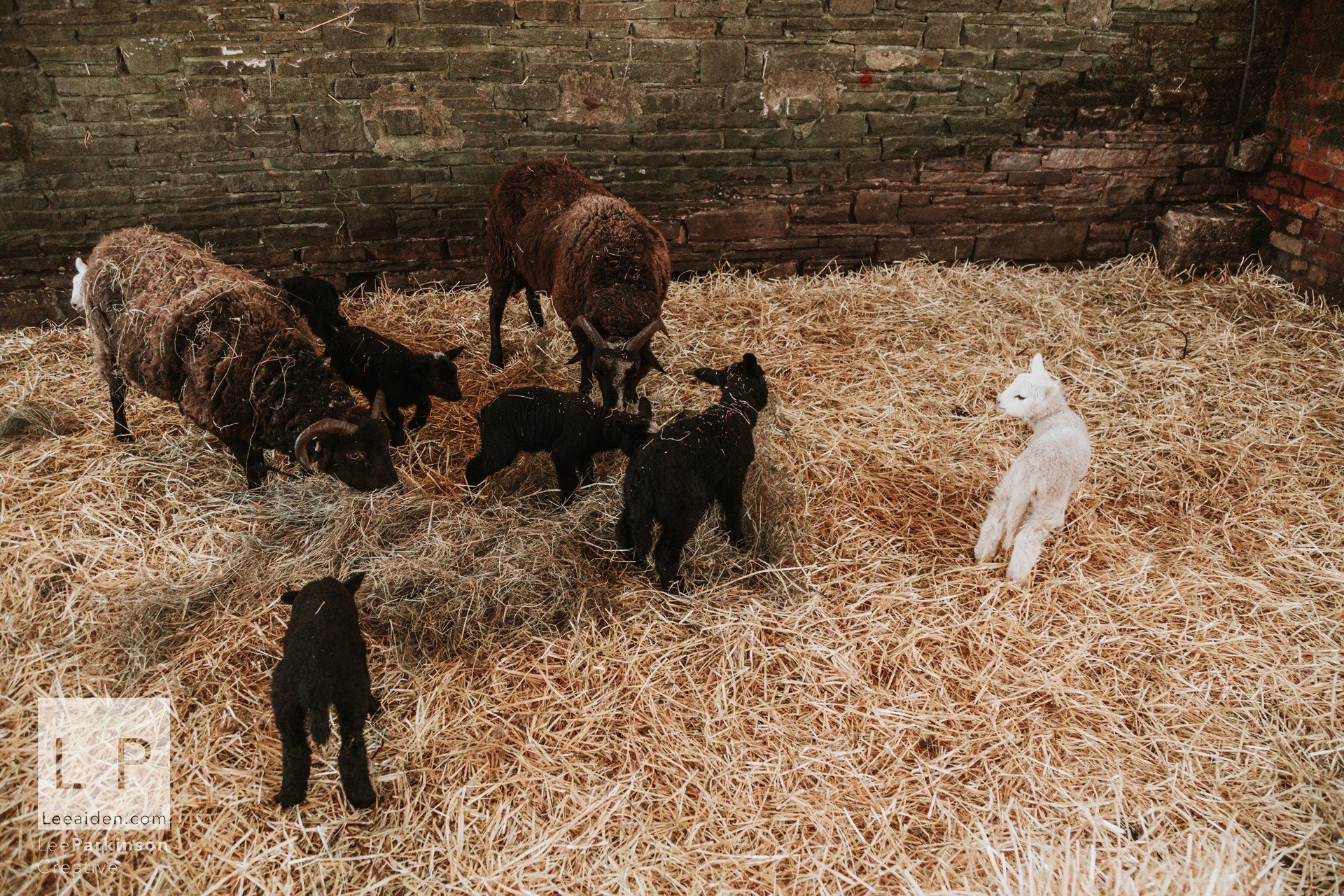 Clitheroe, Lancashire Wedding Photographer, Wedding, Commercial, Agriculture, Lambs, Spring, Ribble Valley, Animal
