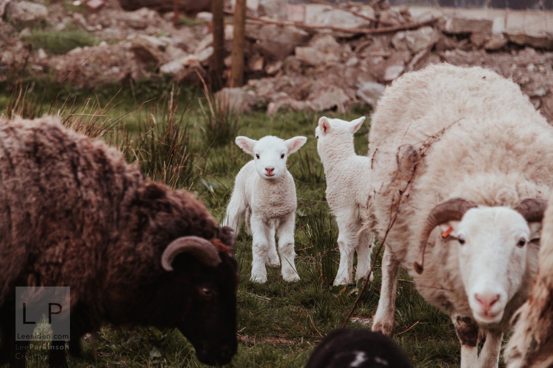 Clitheroe, Lancashire Wedding Photographer, Wedding, Commercial, Agriculture, Lambs, Spring, Ribble Valley, Animal